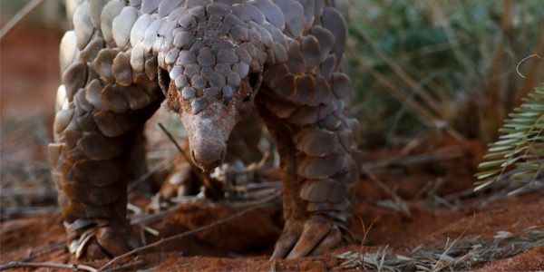 African Pangolin © Thilo Beck  | www.wits.ac.za/curiosity/